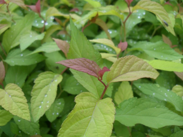 Spiraea japonica Goldflame